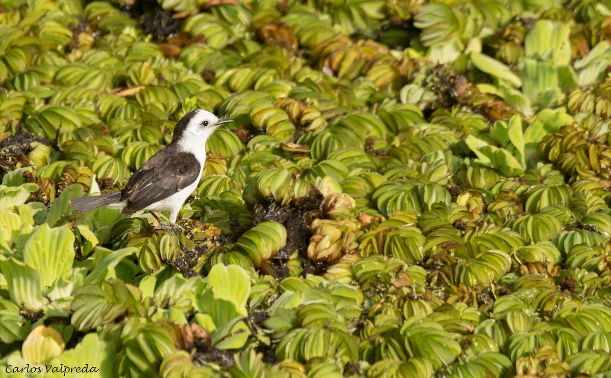 Black-backed Water-Tyrant - ML620264333