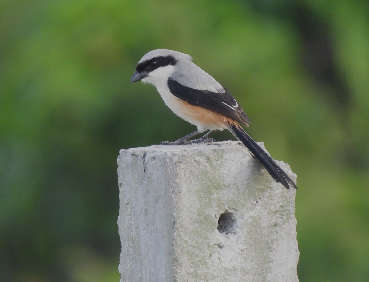 Long-tailed Shrike - ML620264334