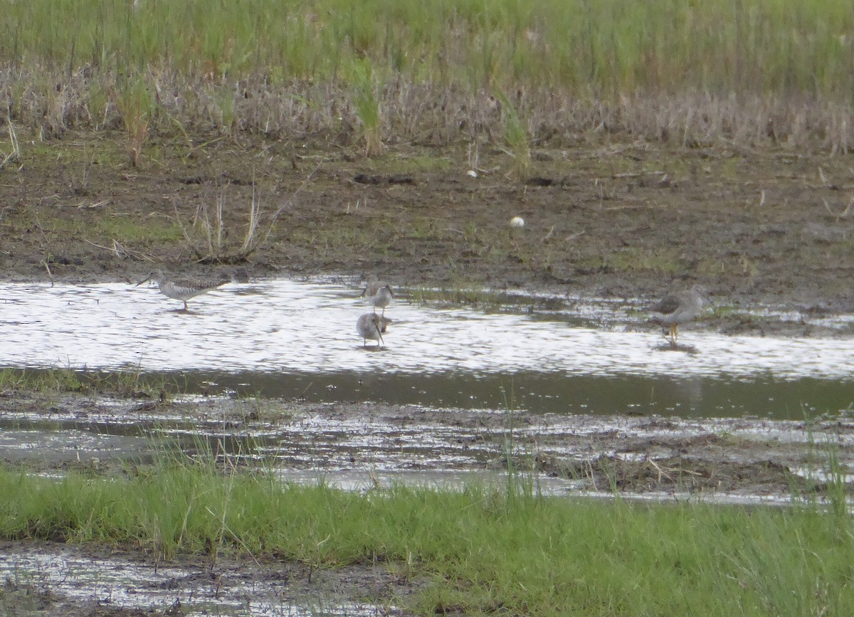 Greater Yellowlegs - ML620264346