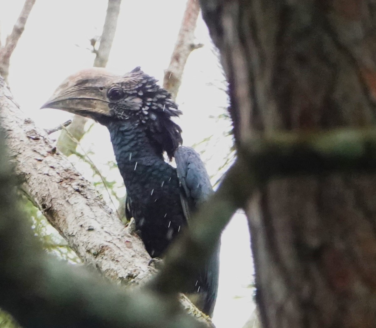 Silvery-cheeked Hornbill - ML620264357