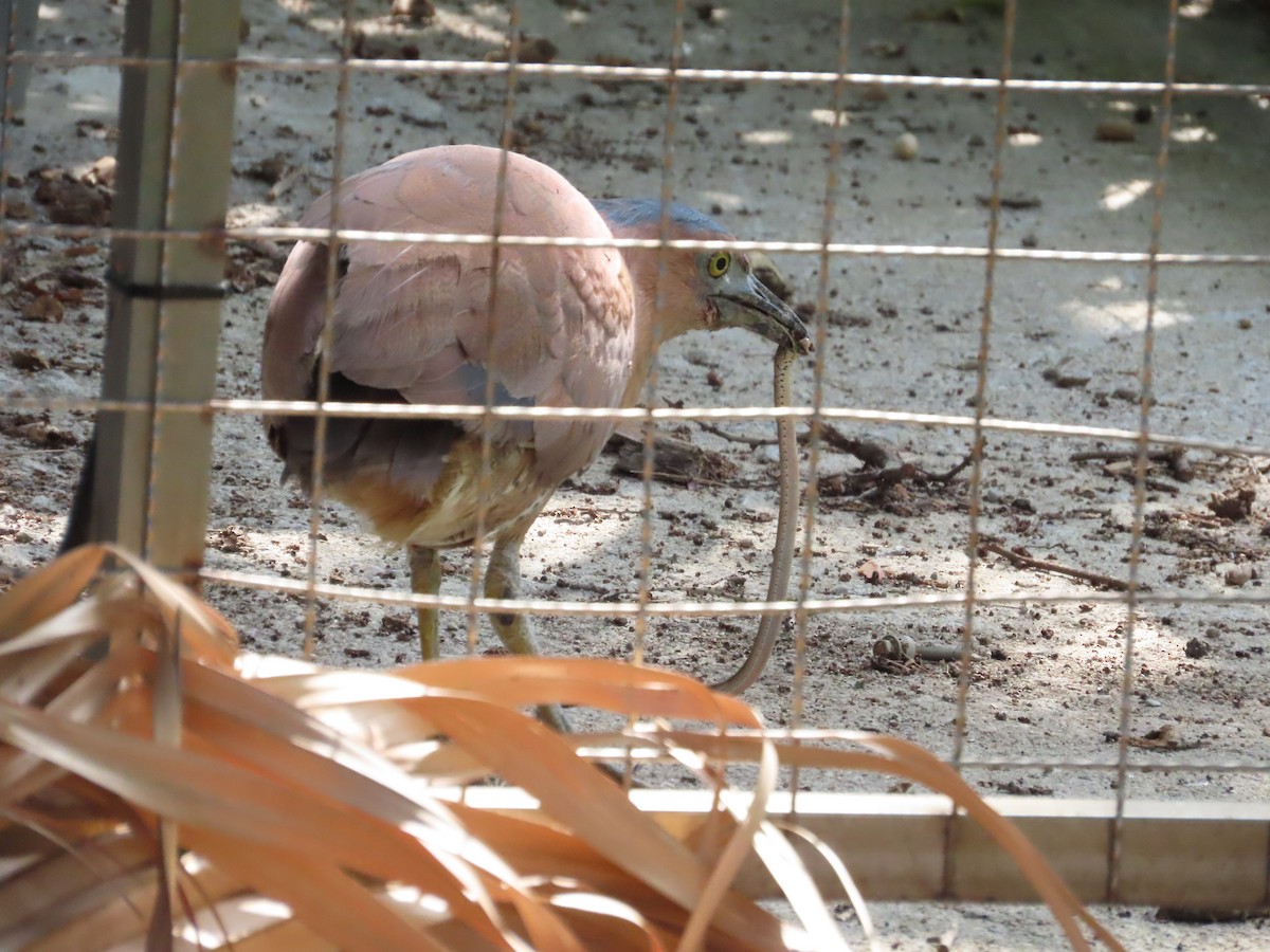 Malayan Night Heron - ML620264365