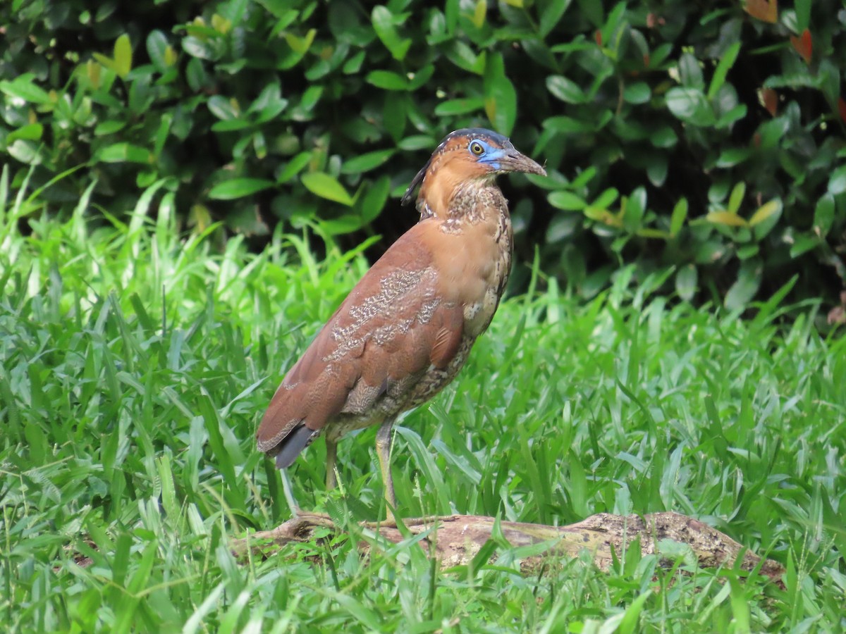 Malayan Night Heron - ML620264370