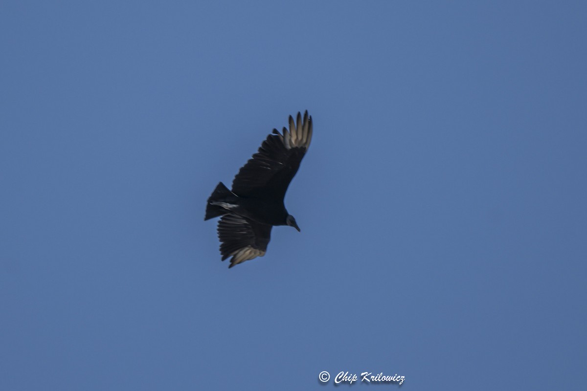 Black Vulture - ML620264372