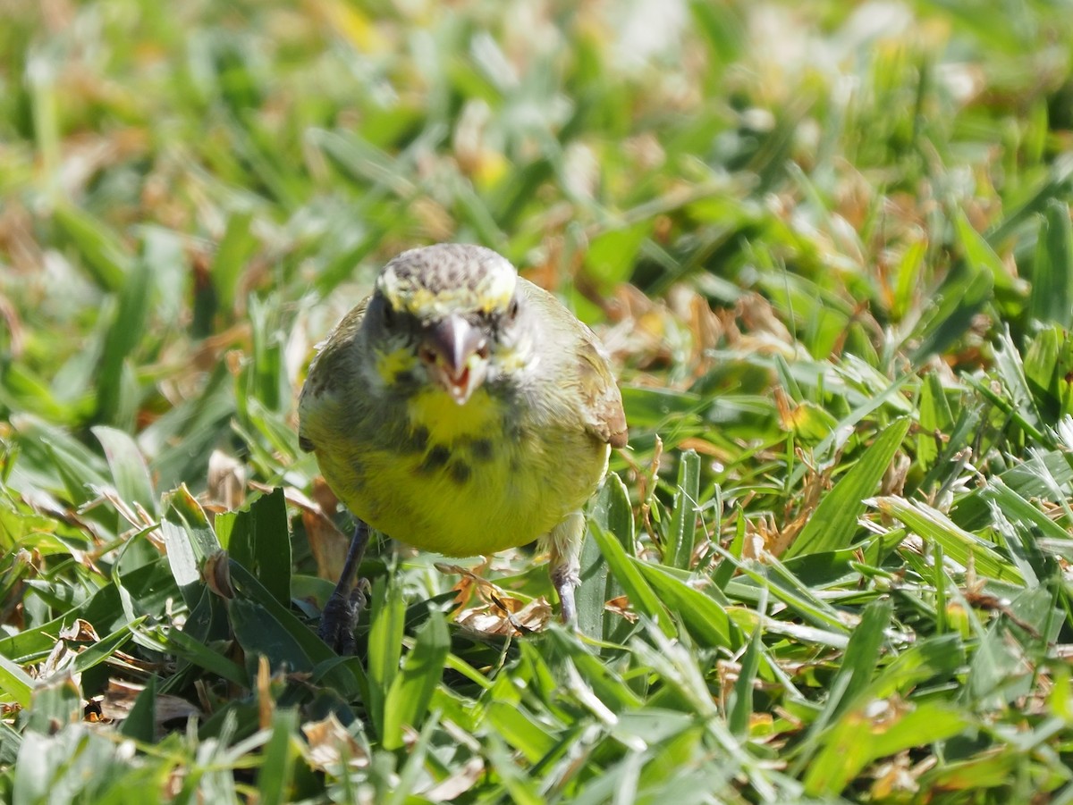 Yellow-fronted Canary - ML620264373