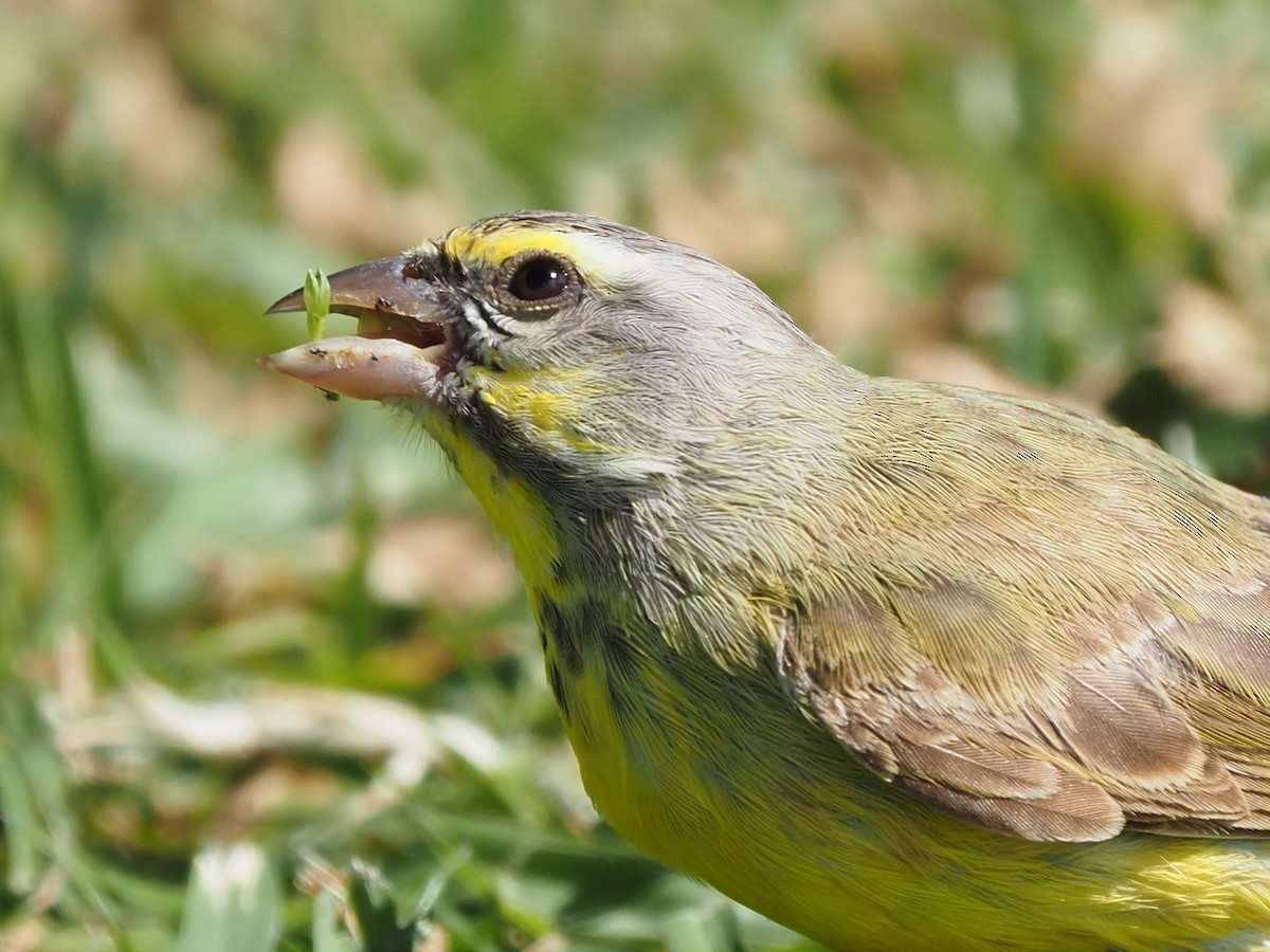 Yellow-fronted Canary - ML620264374