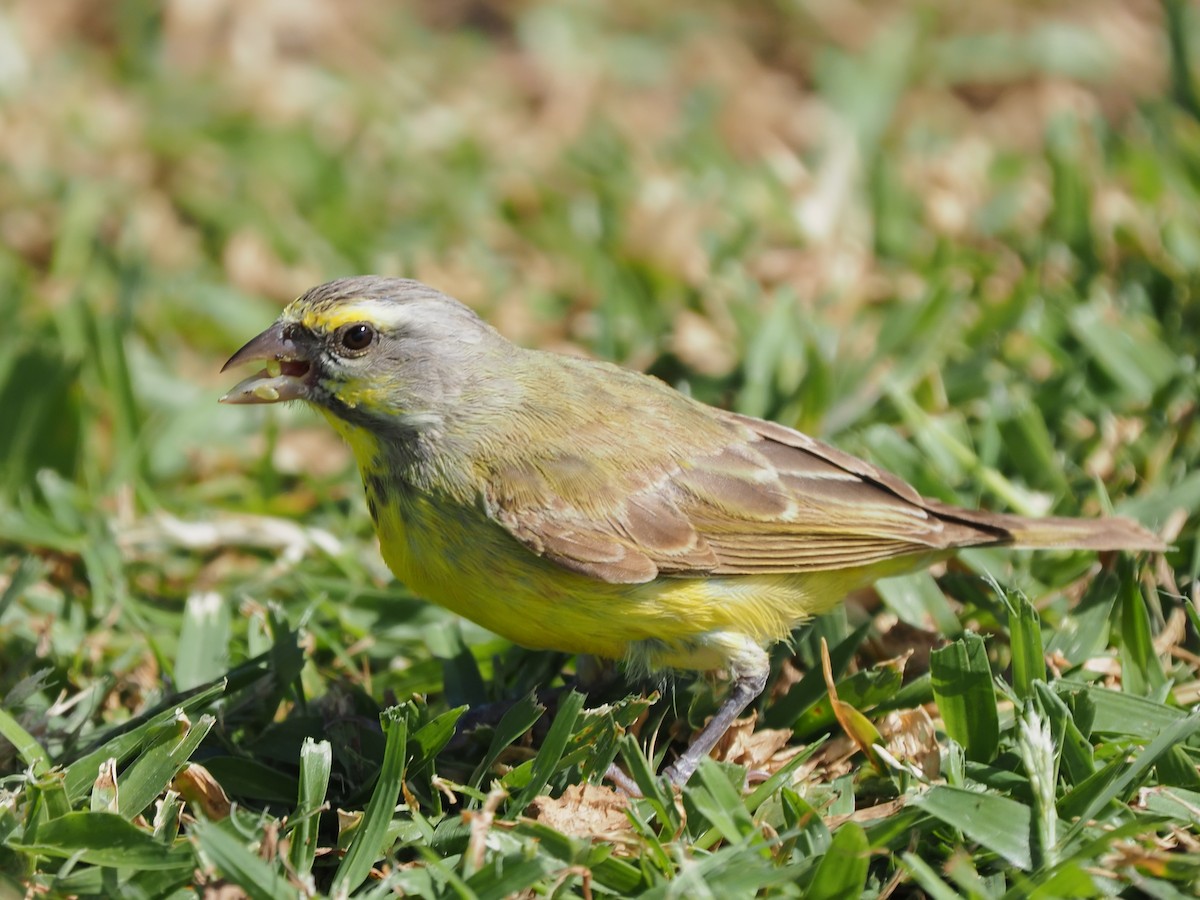 Yellow-fronted Canary - ML620264375