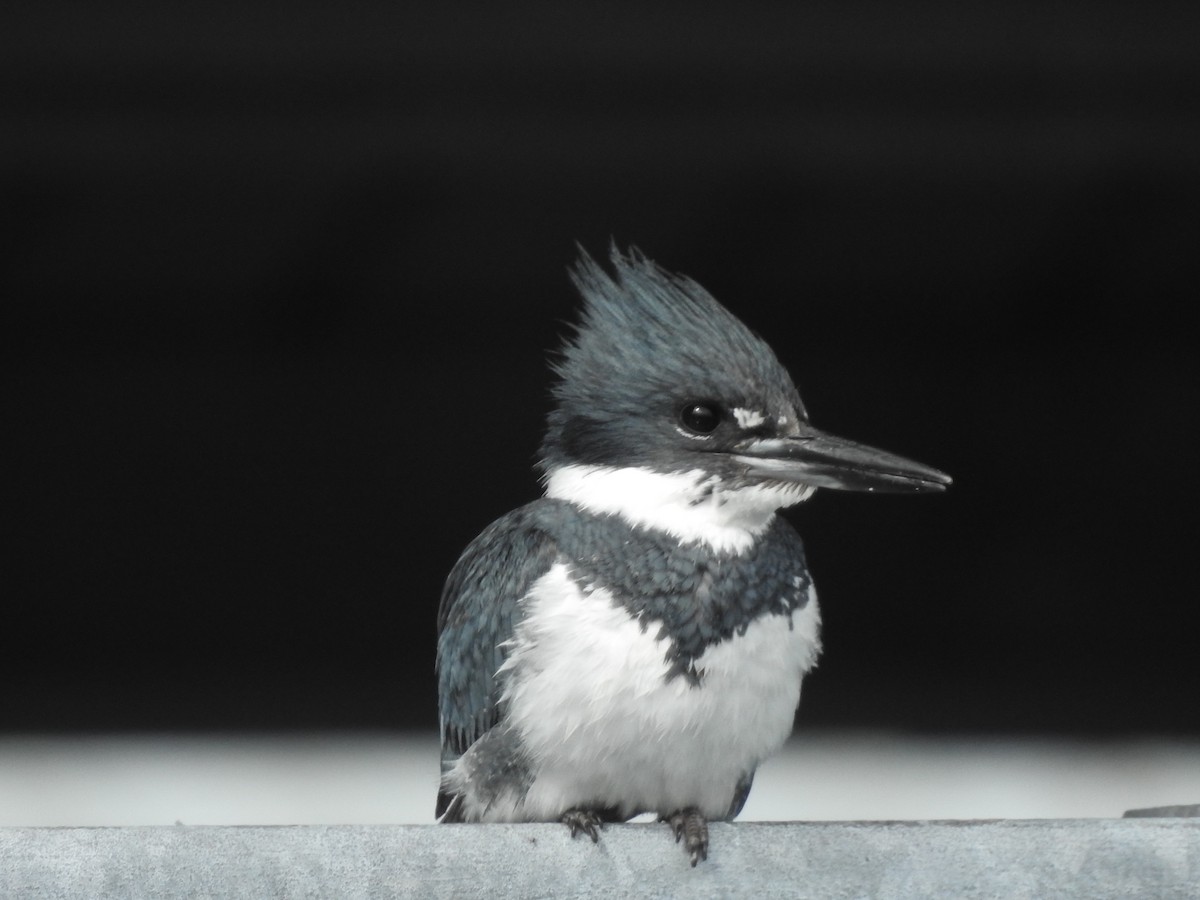 Belted Kingfisher - ML620264379