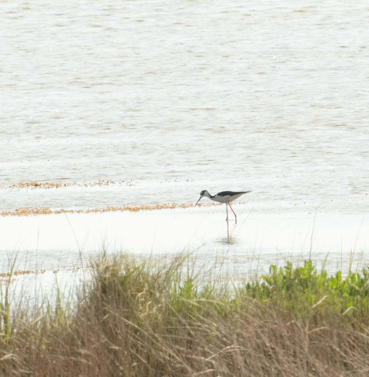 Black-necked Stilt - ML620264380