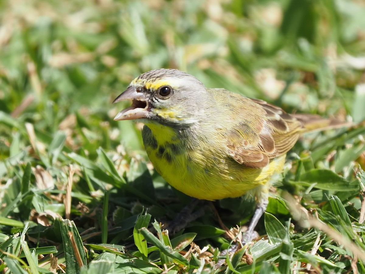 Yellow-fronted Canary - ML620264382