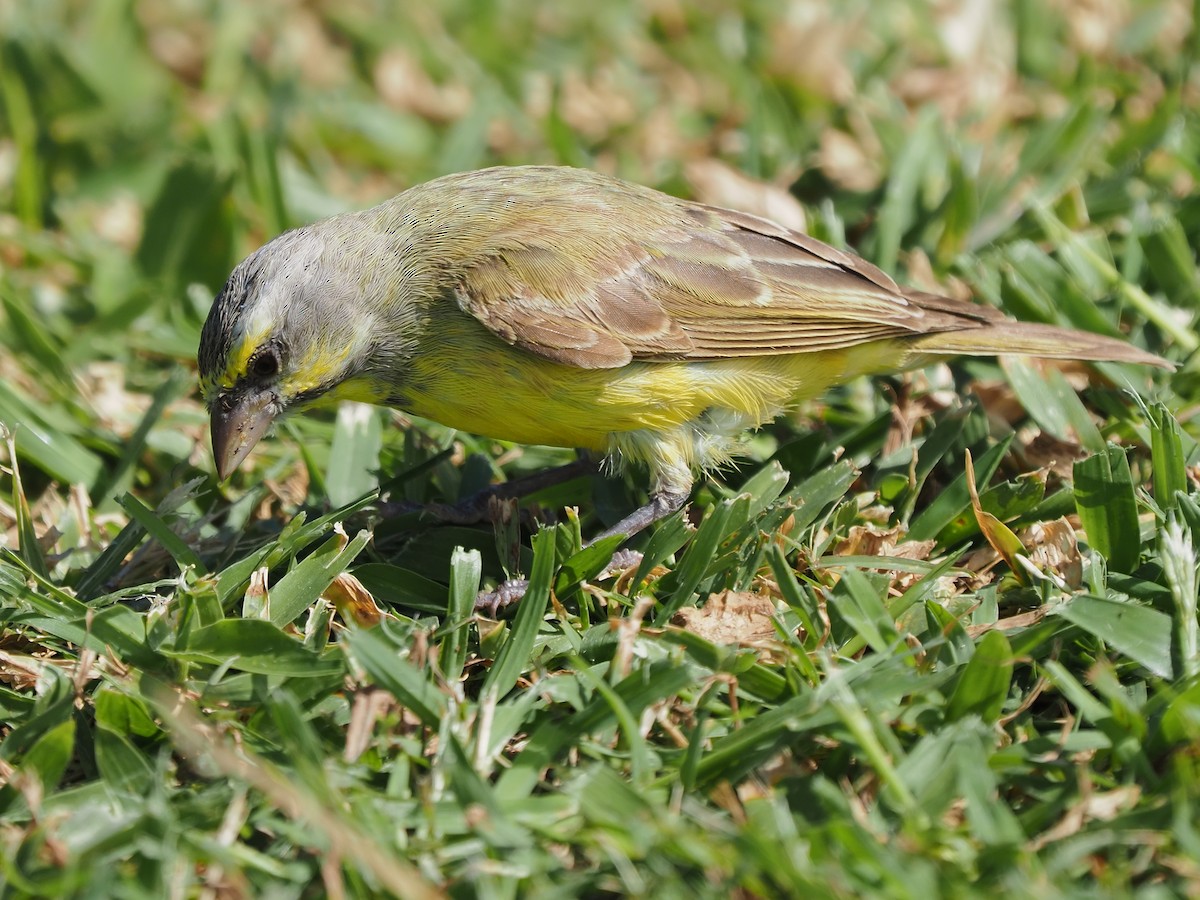 Yellow-fronted Canary - ML620264383