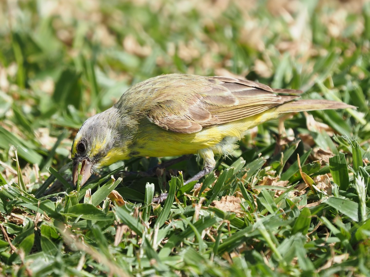 Yellow-fronted Canary - ML620264384