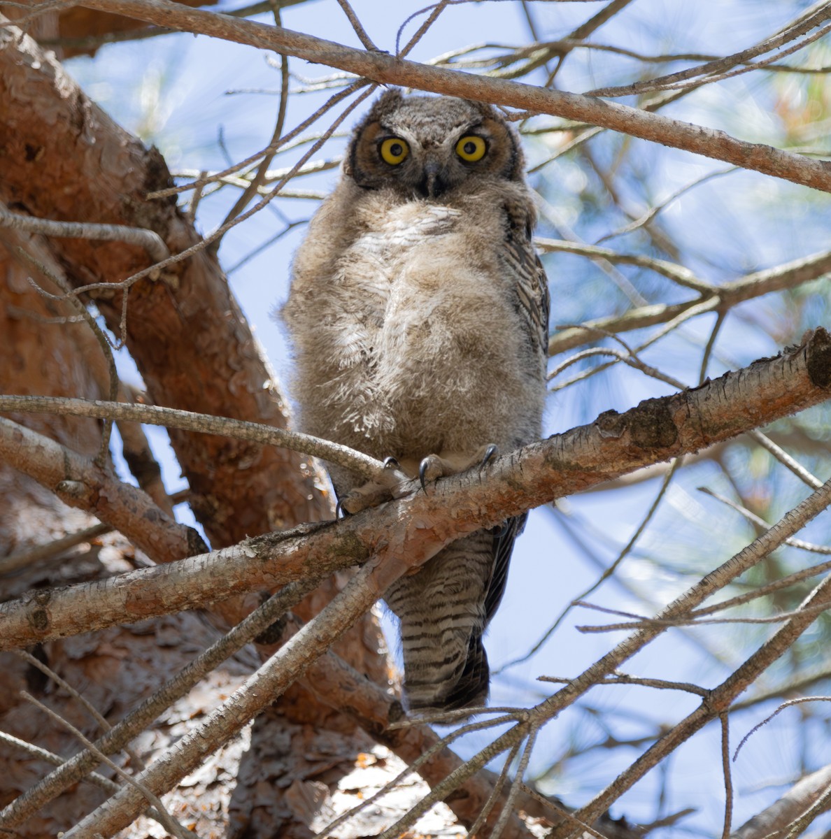 Great Horned Owl - ML620264386