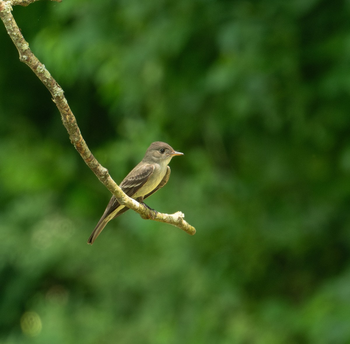 Eastern Wood-Pewee - ML620264388