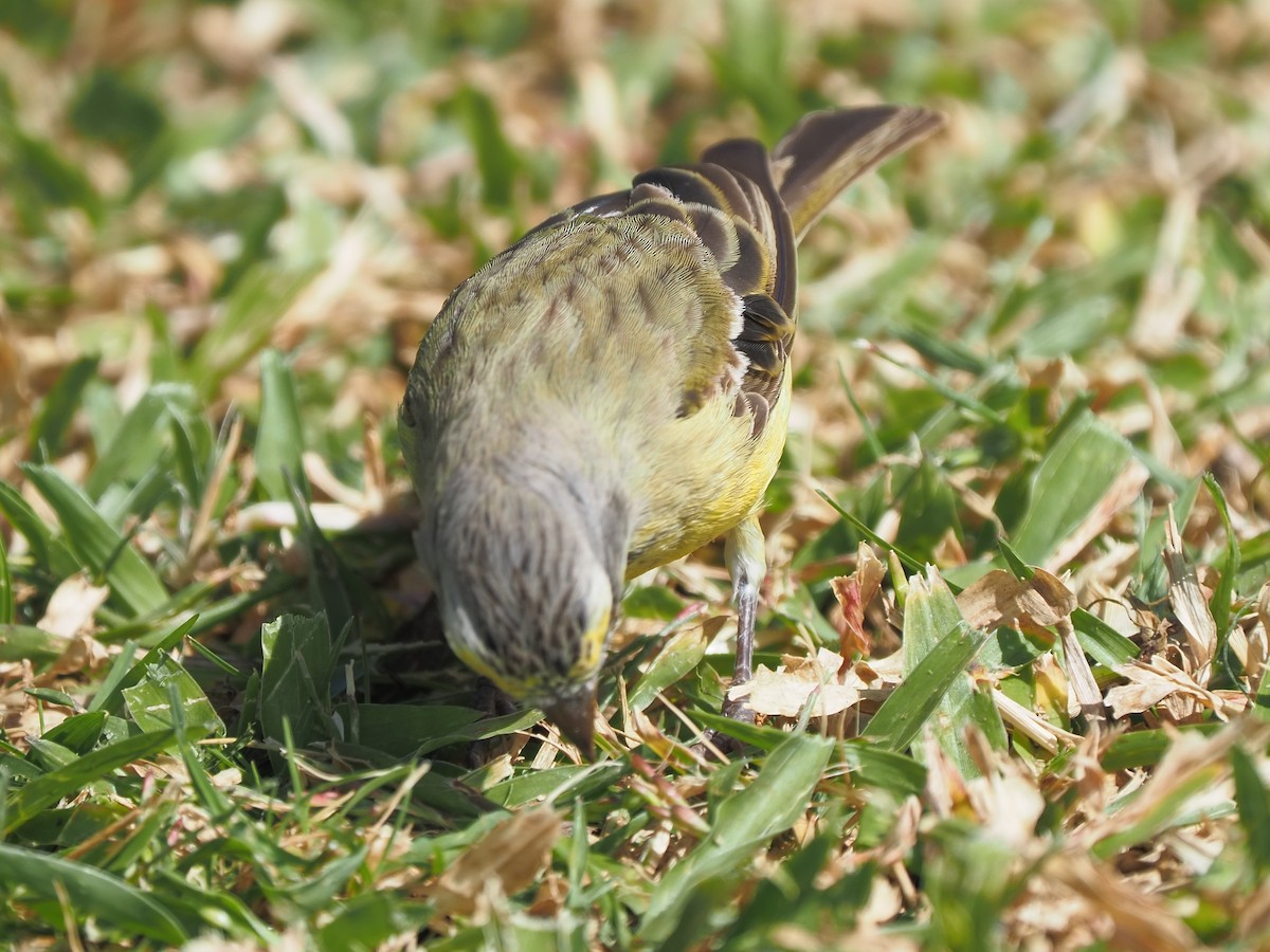 Yellow-fronted Canary - ML620264389