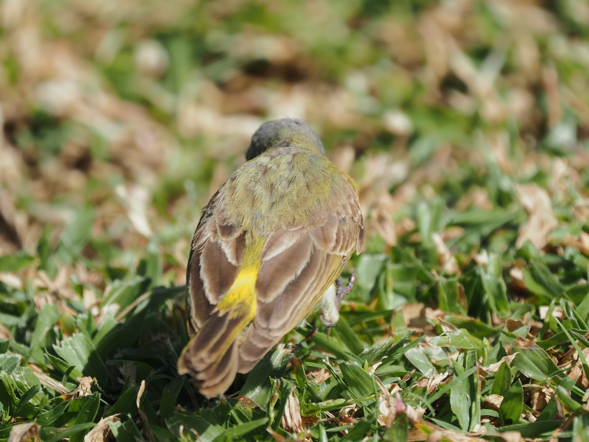 Yellow-fronted Canary - ML620264391