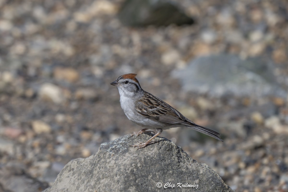 Chipping Sparrow - ML620264395