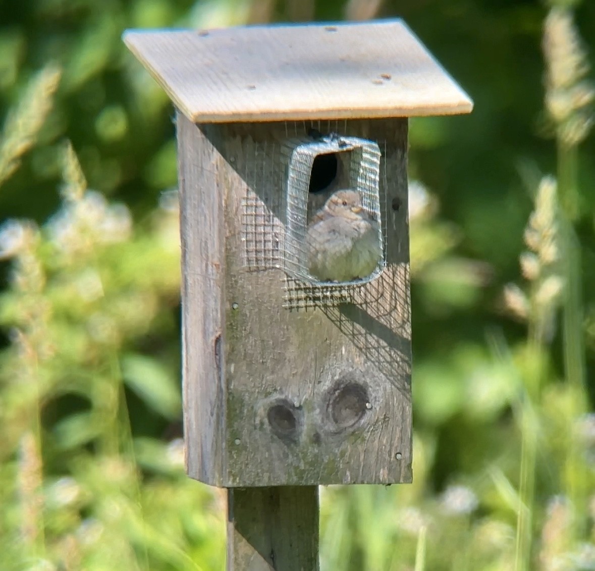 House Sparrow - Jeff Kenney