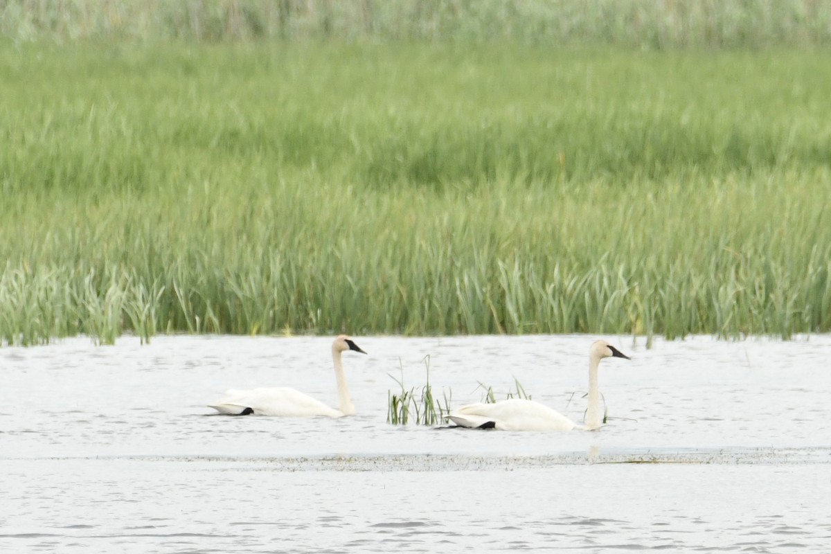 Trumpeter Swan - ML620264409