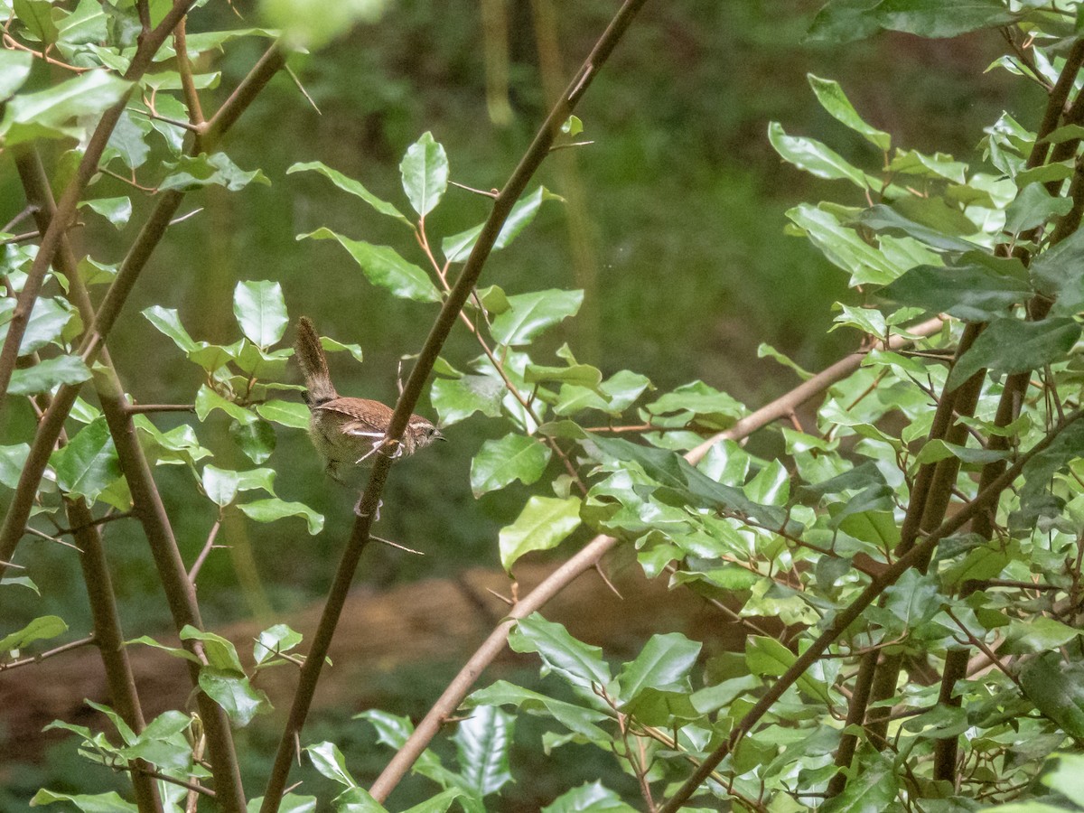 Carolina Wren - Christopher B 🦆