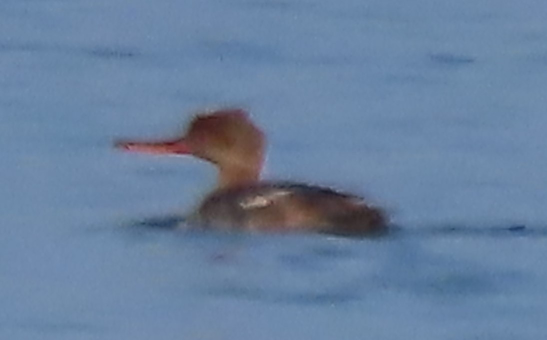 Red-breasted Merganser - ML620264412