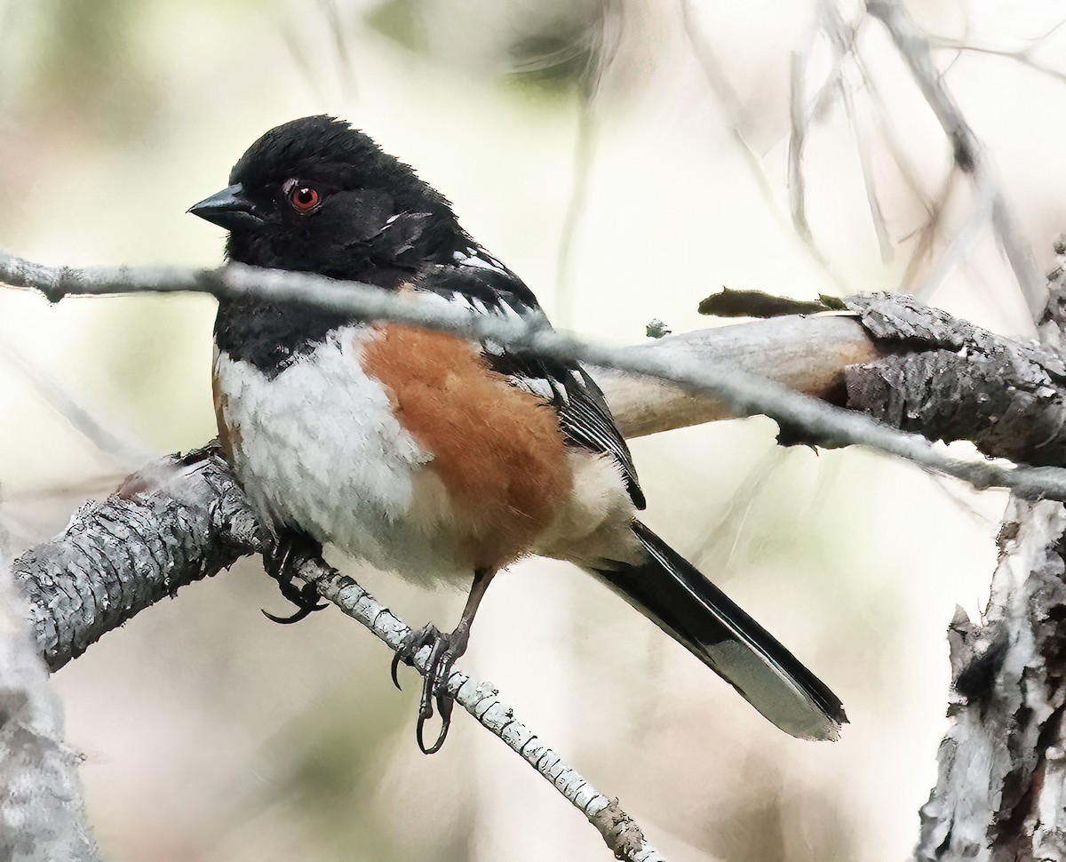 Spotted Towhee - ML620264415