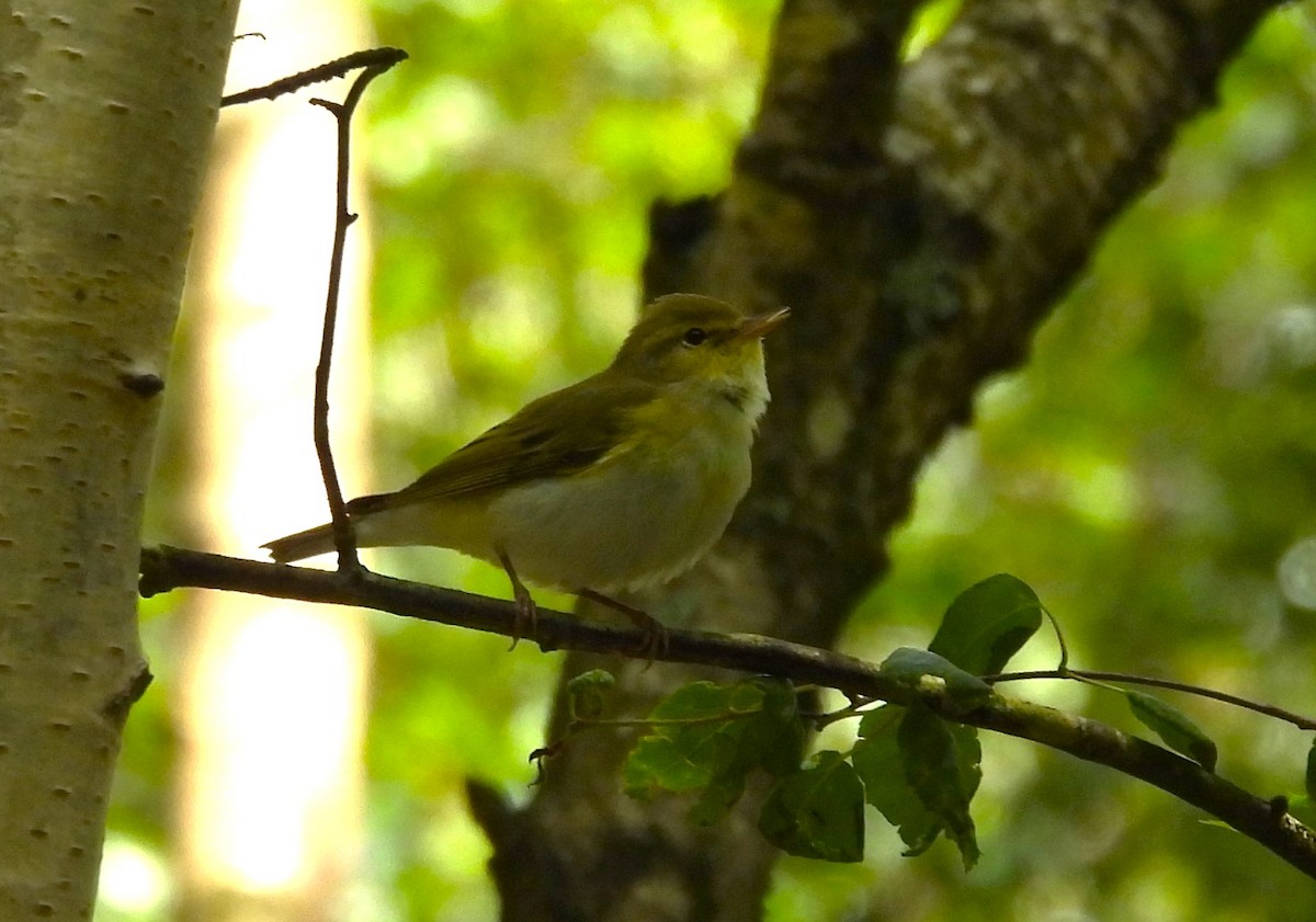 Wood Warbler - ML620264418