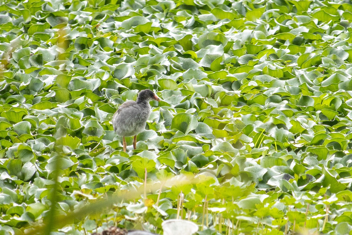 Common Gallinule - ML620264421