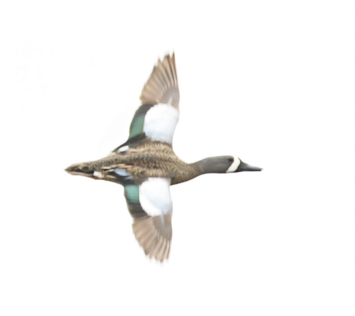 Blue-winged Teal - ML620264424