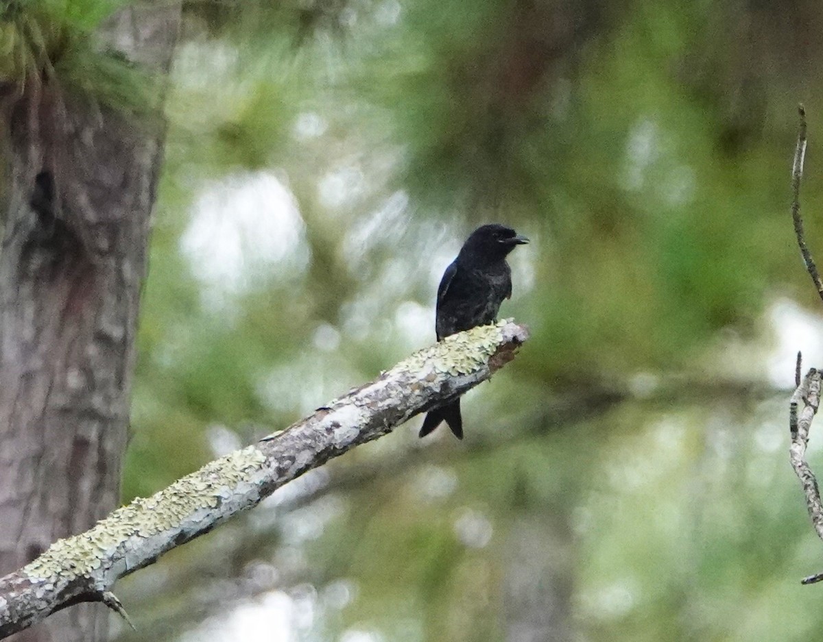 Fork-tailed Drongo - ML620264431