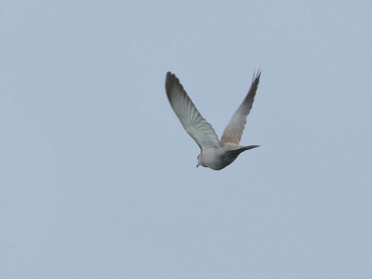 Eurasian Collared-Dove - ML620264459