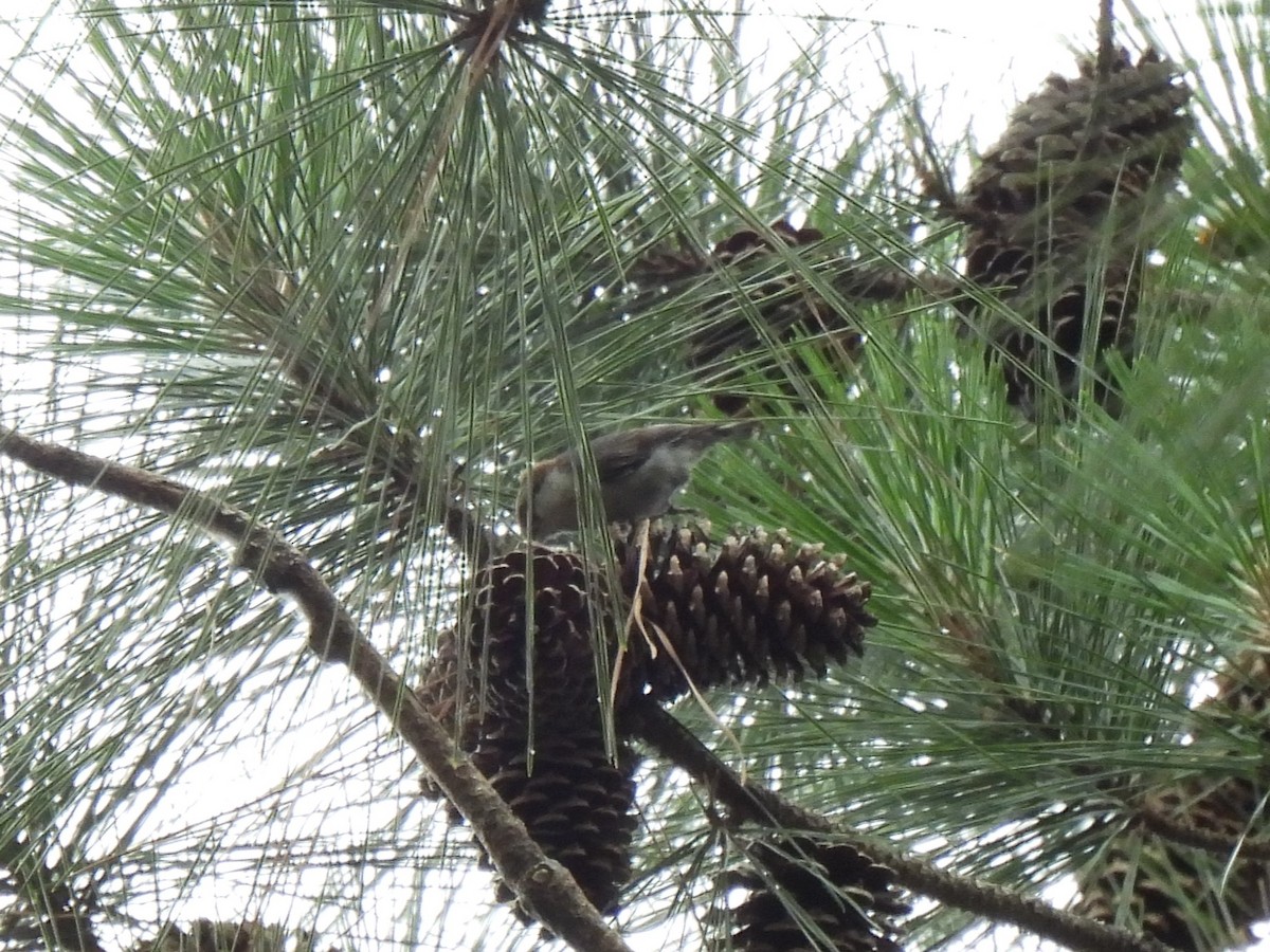 Brown-headed Nuthatch - ML620264461