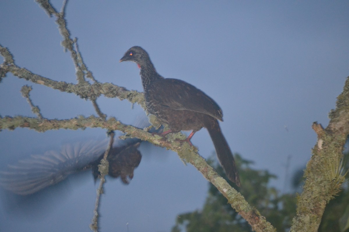 Andean Guan - ML620264468