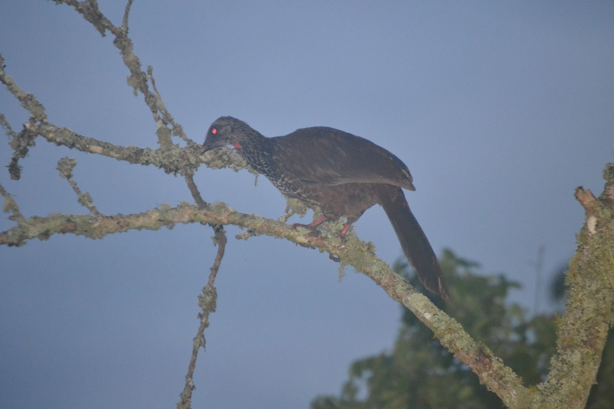 Andean Guan - ML620264471