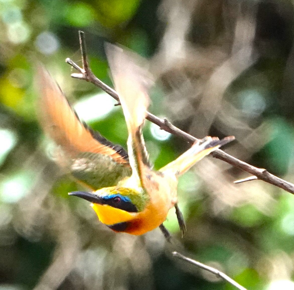 Little Bee-eater - ML620264475