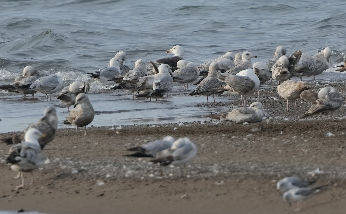 Great Black-backed Gull - ML620264477