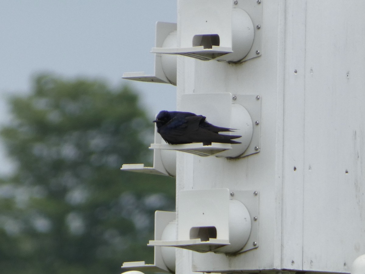 Purple Martin - ML620264485