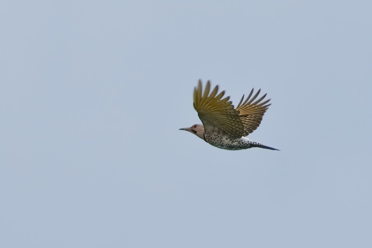 Northern Flicker - ML620264491