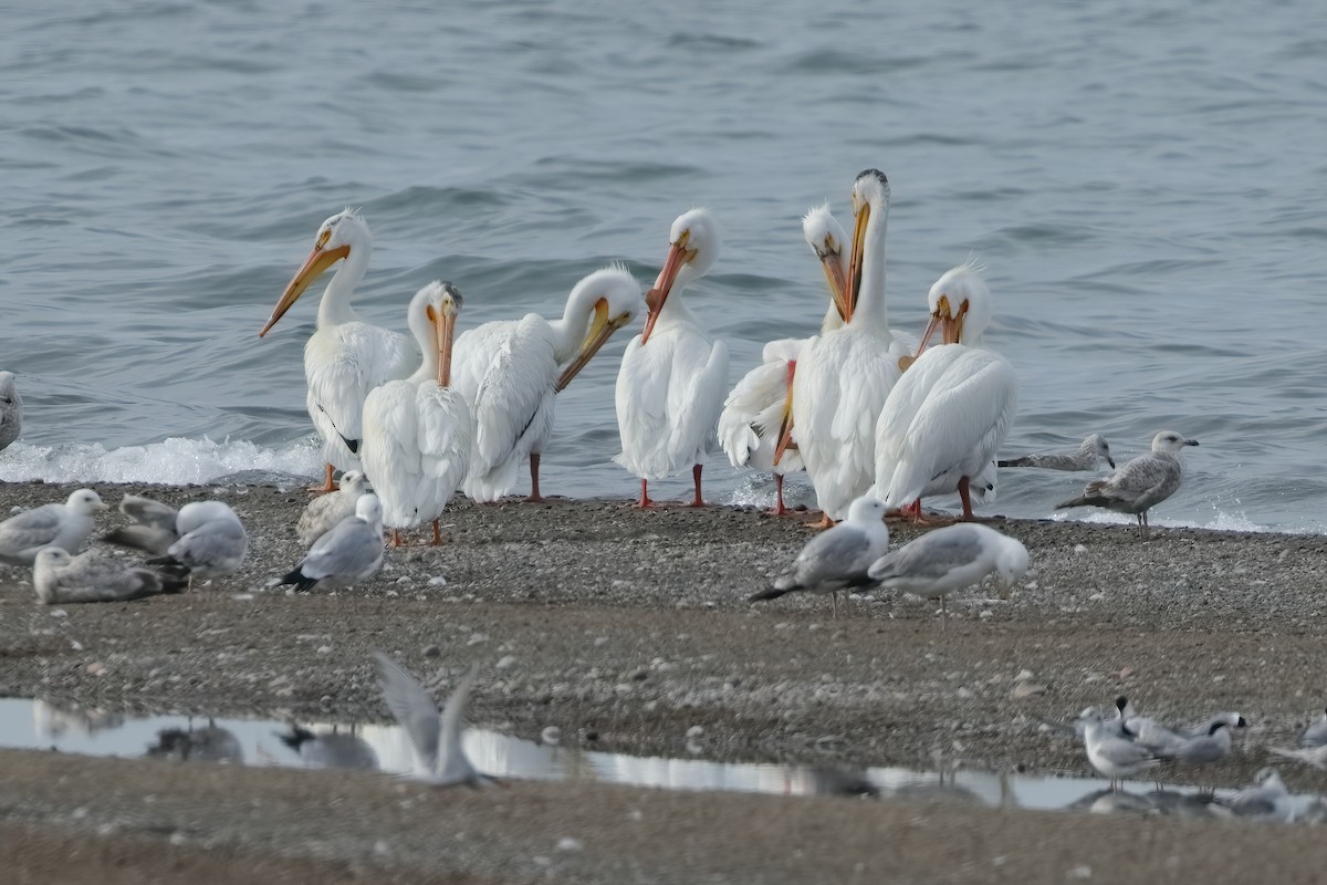 American White Pelican - ML620264494