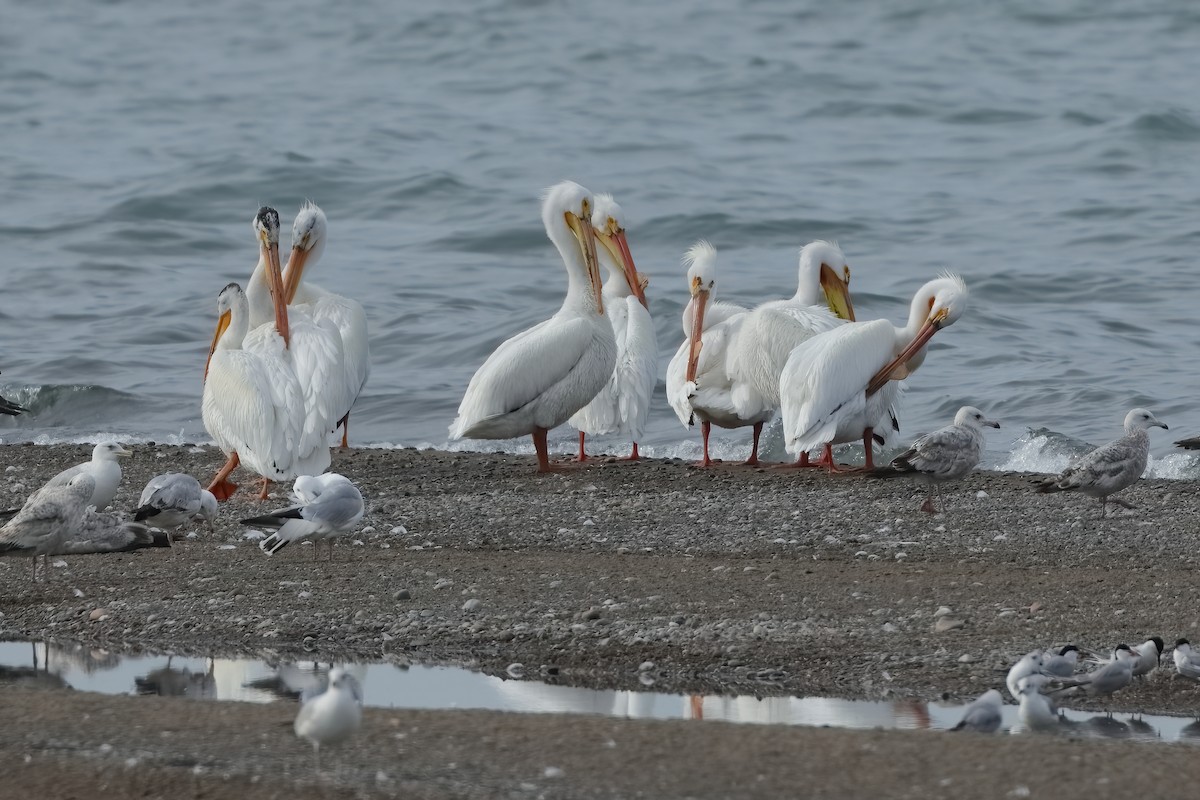 American White Pelican - ML620264497