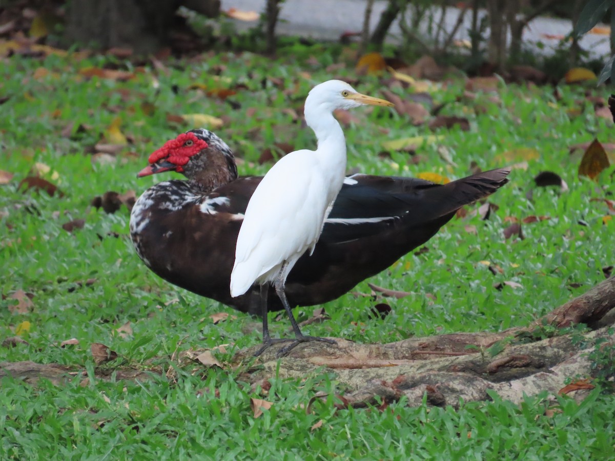 Eastern Cattle Egret - ML620264498