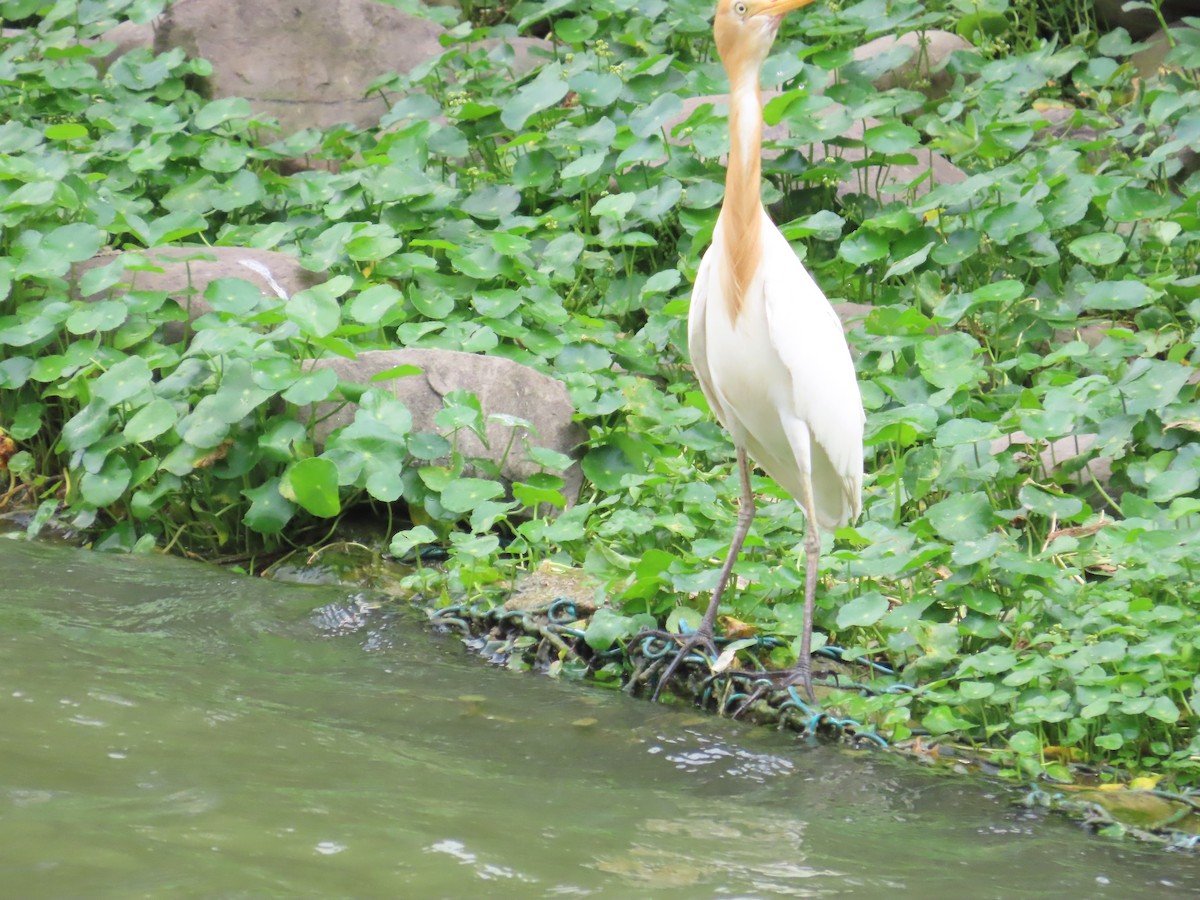 Eastern Cattle Egret - ML620264500