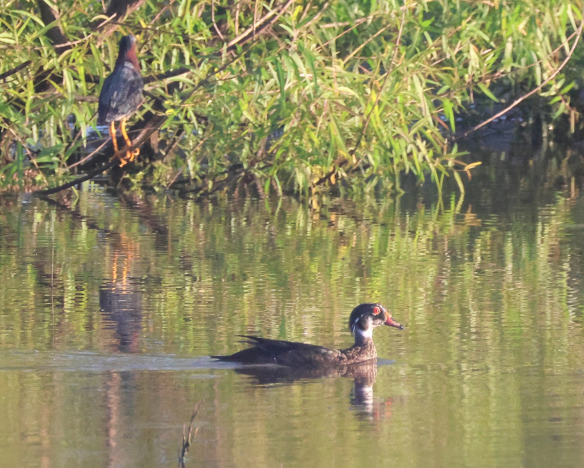 Wood Duck - ML620264508