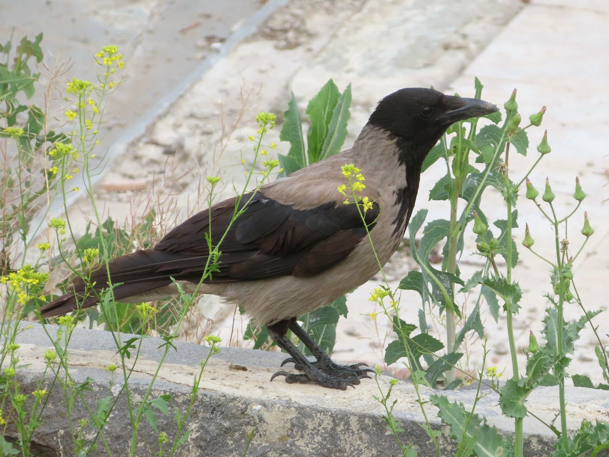 Hooded Crow - ML620264509