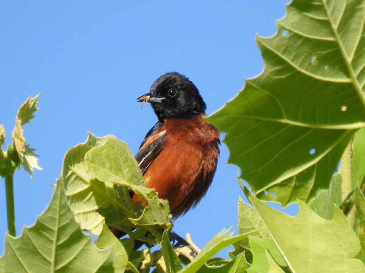 Orchard Oriole - ML620264512