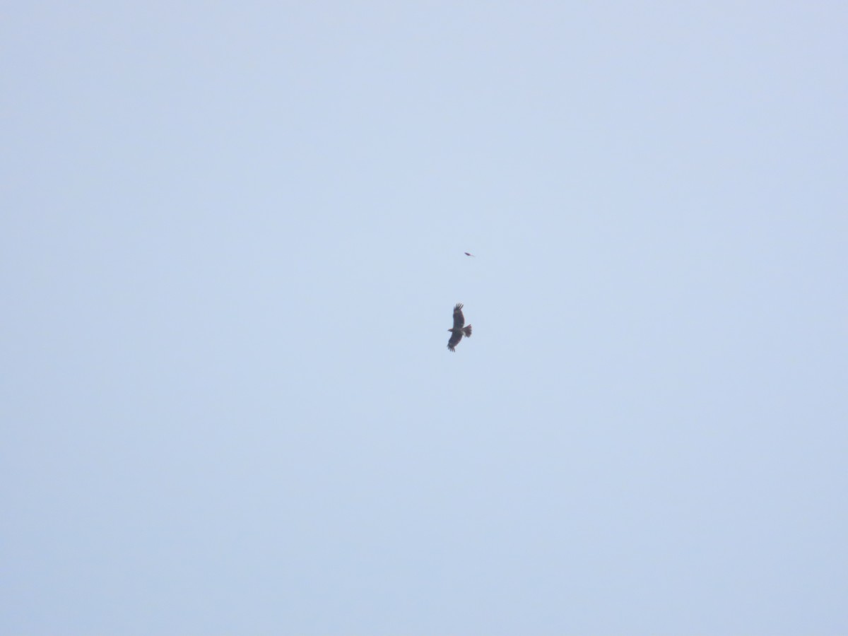 Black Kite - ML620264513
