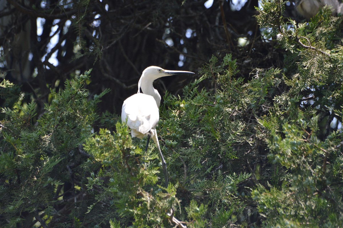 Little Egret - ML620264520