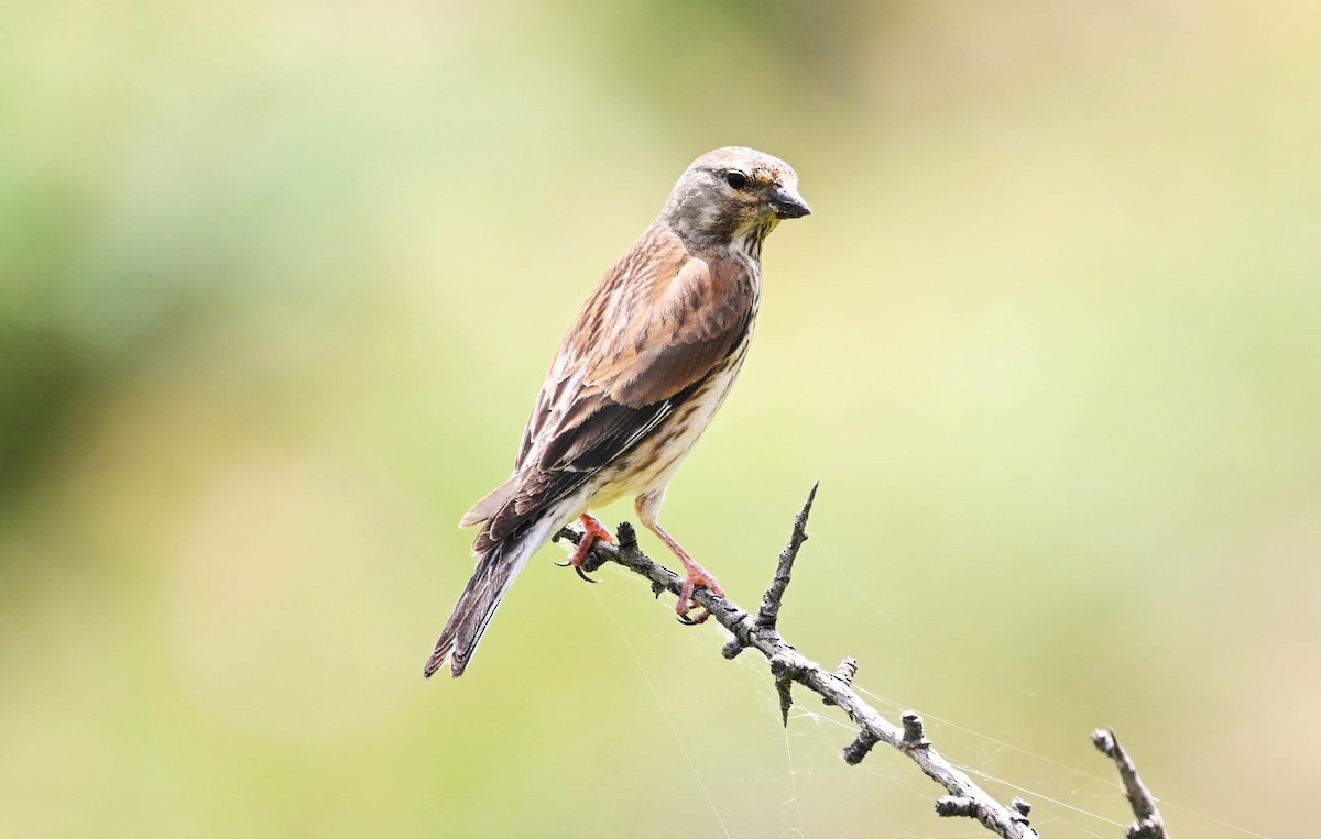 Eurasian Linnet - ML620264521