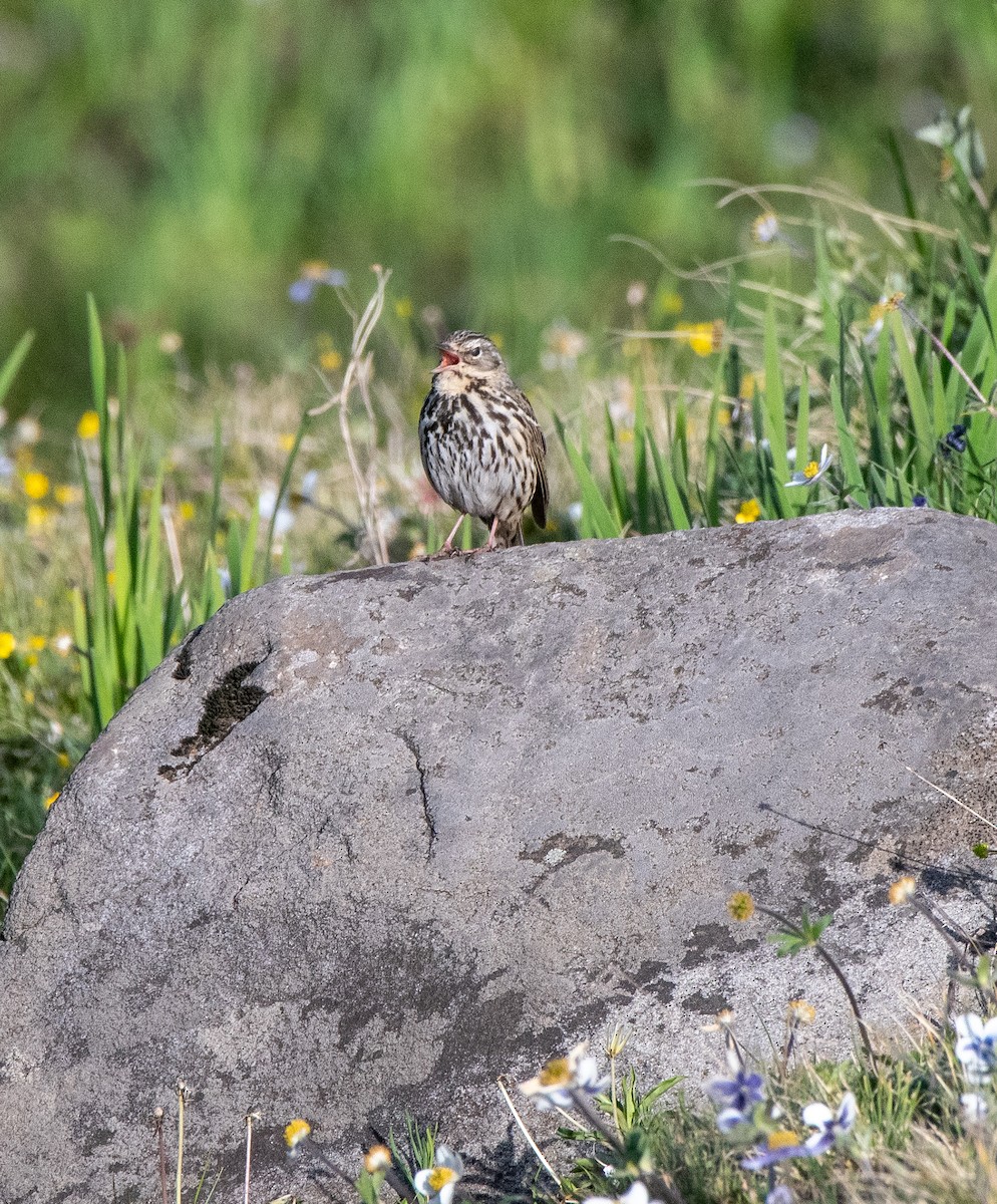 Pipit montagnard - ML620264527