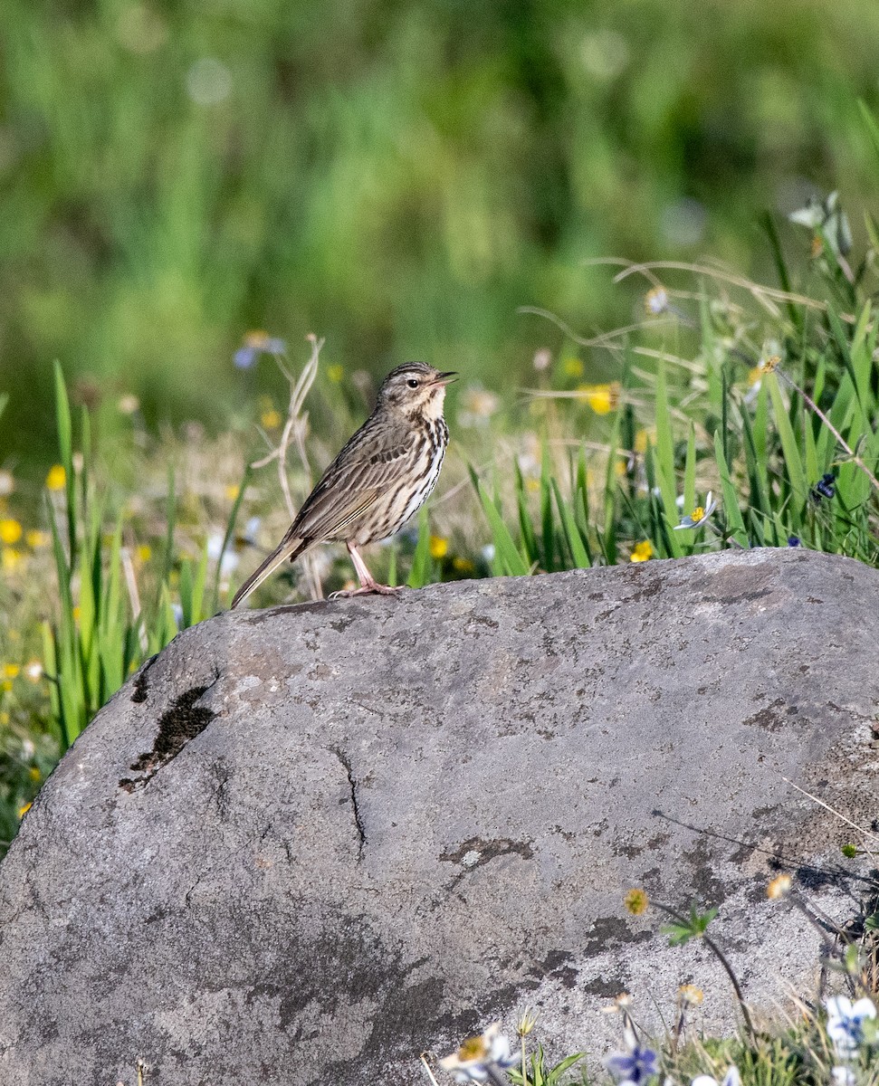 Upland Pipit - ML620264528