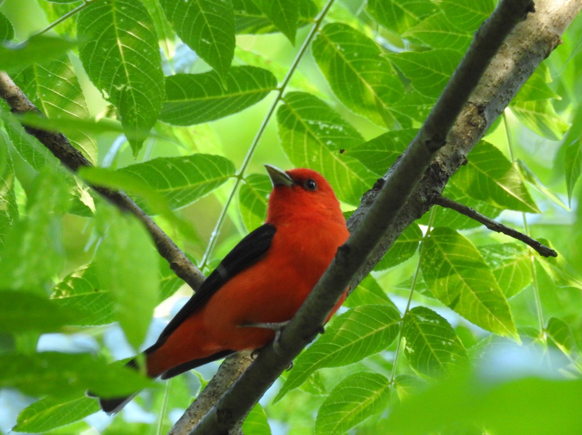 Scarlet Tanager - ML620264529